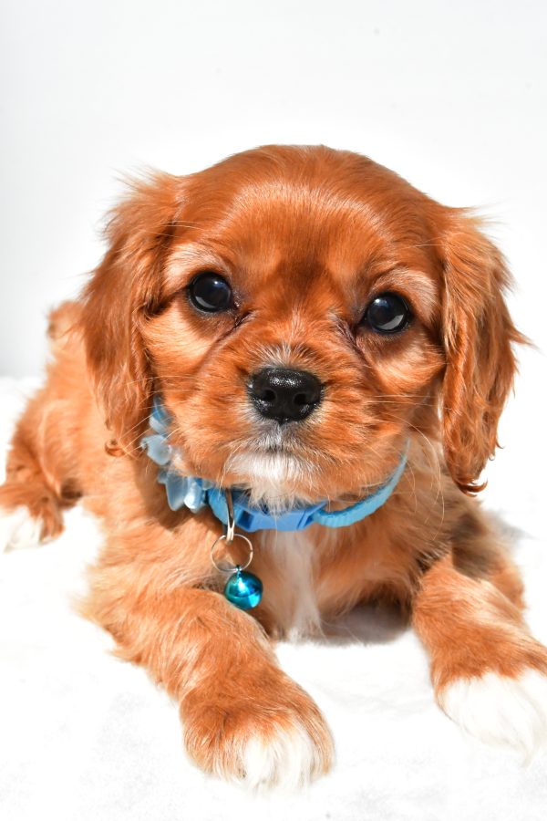 Miss Princess The Cavalier King Charles - Image 4