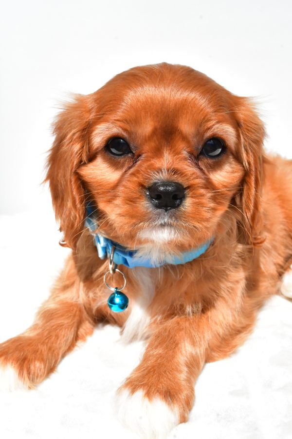 Miss Princess The Cavalier King Charles - Image 5
