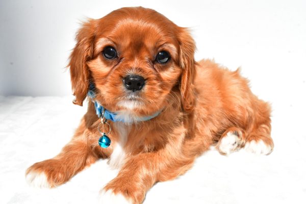 Miss Princess The Cavalier King Charles - Image 6