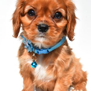 Miss Princess The Cavalier King Charles