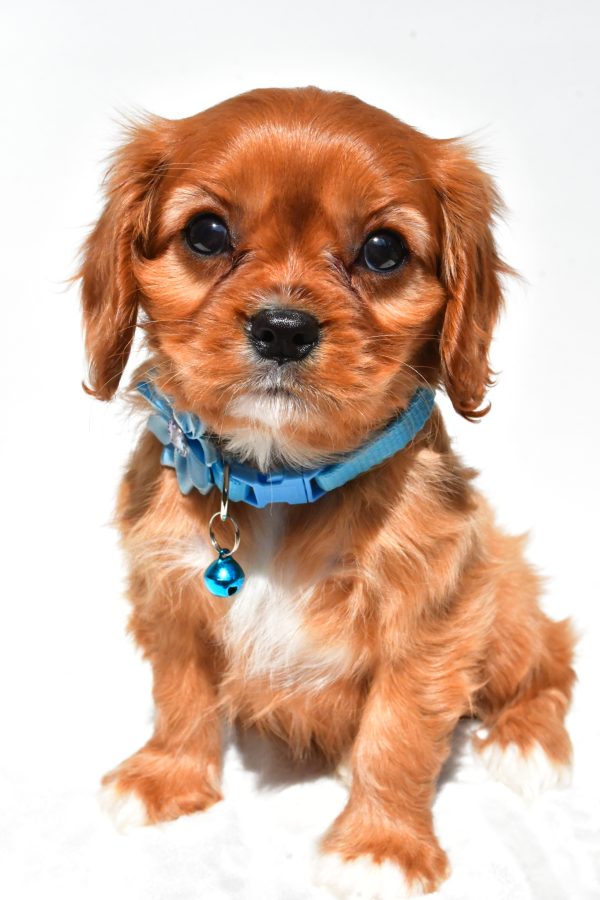Miss Princess The Cavalier King Charles