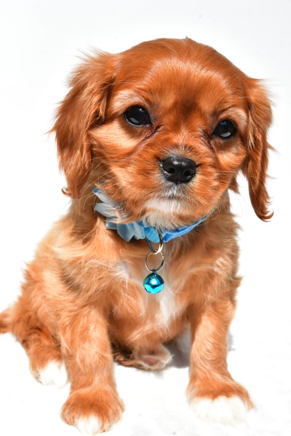Miss Princess The Cavalier King Charles - Image 2