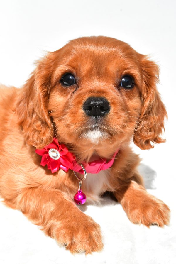 Miss Patty The Cavalier King Charles - Image 4