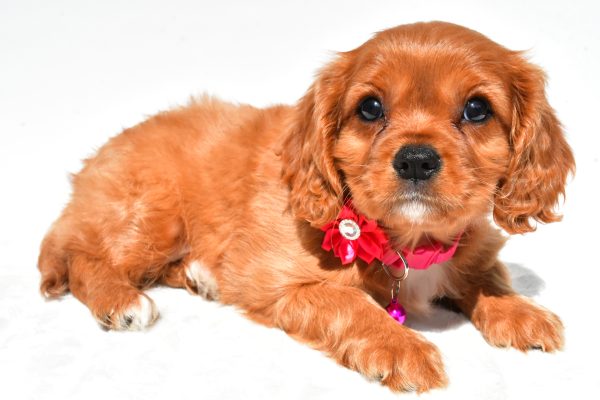 Miss Patty The Cavalier King Charles - Image 7