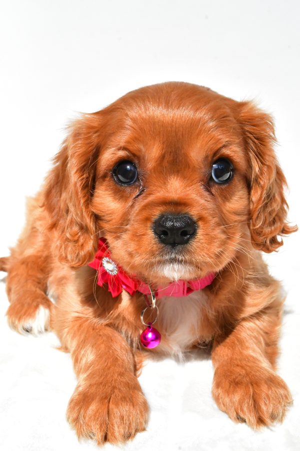 Miss Patty The Cavalier King Charles - Image 5