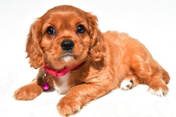 Miss Patty The Cavalier King Charles - Image 6