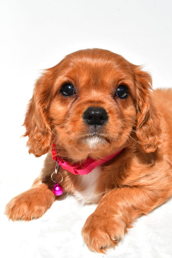 Miss Patty The Cavalier King Charles - Image 3