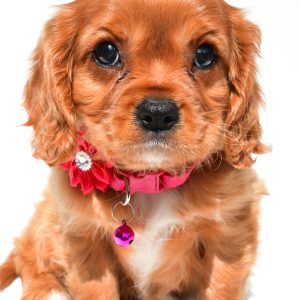 Miss Patty The Cavalier King Charles
