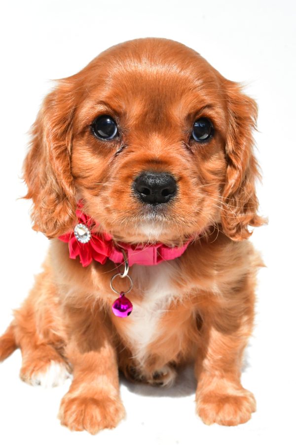 Miss Patty The Cavalier King Charles