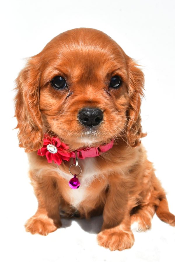 Miss Patty The Cavalier King Charles - Image 2