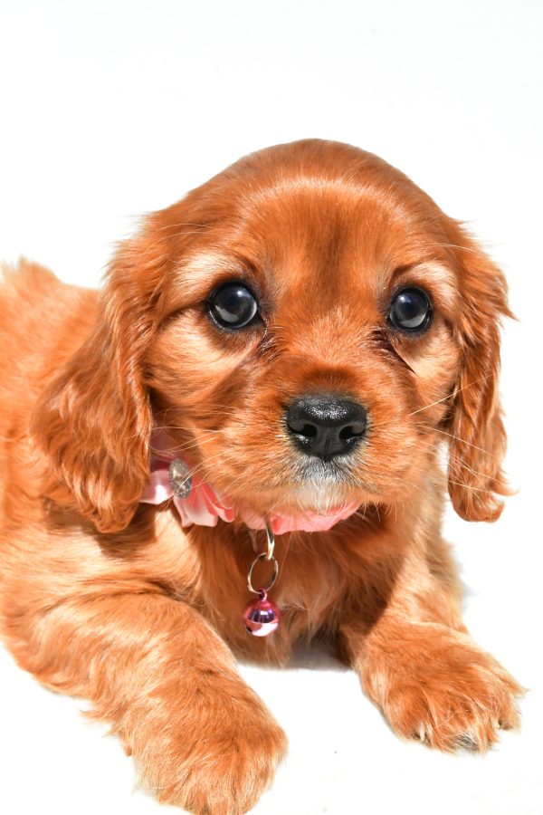 Miss Peggy The Cavalier King Charles - Image 4