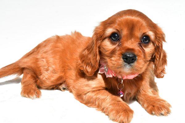 Miss Peggy The Cavalier King Charles - Image 6