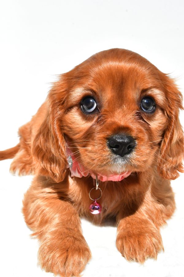 Miss Peggy The Cavalier King Charles - Image 5
