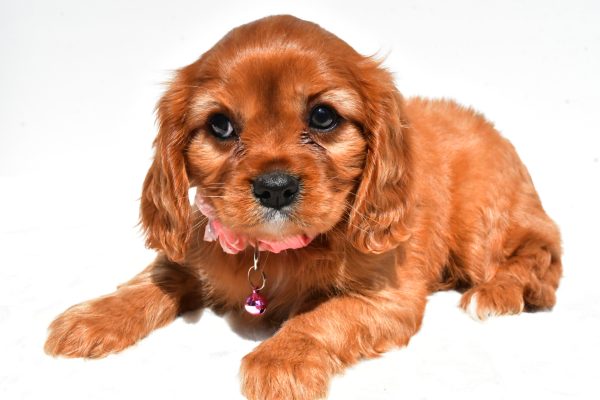 Miss Peggy The Cavalier King Charles - Image 7