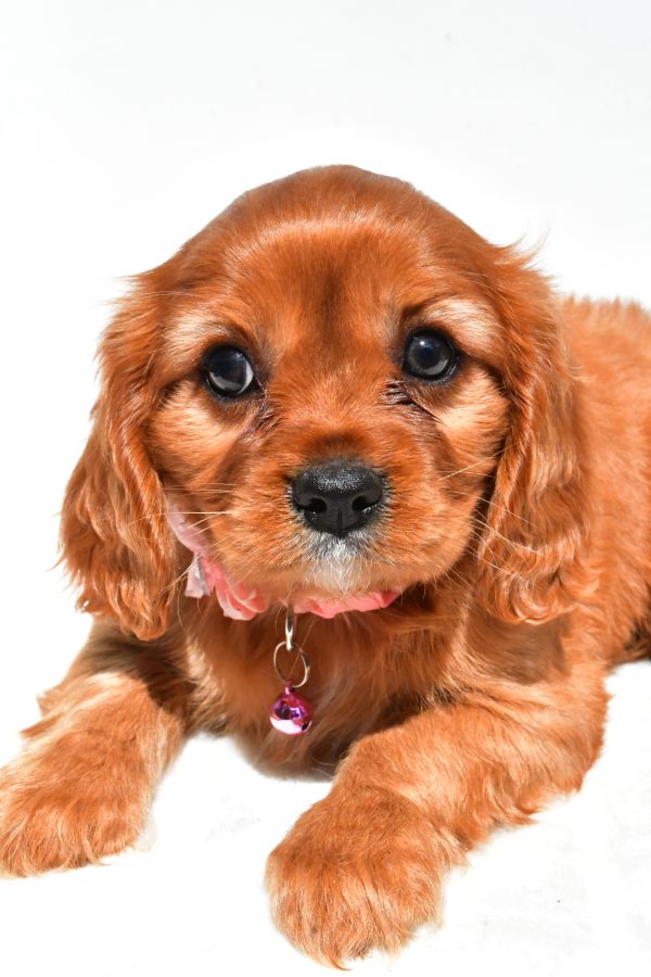 Miss Peggy The Cavalier King Charles - Image 3