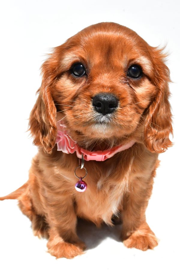 Miss Peggy The Cavalier King Charles - Image 2