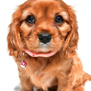 Miss Peggy The Cavalier King Charles