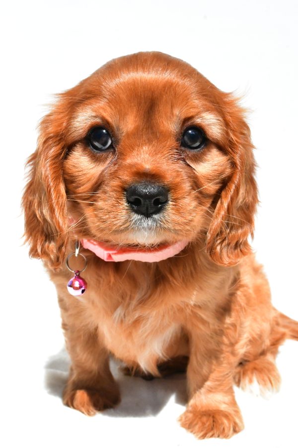 Miss Peggy The Cavalier King Charles