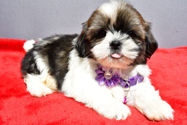 Miss Jo The Shihtzu - Image 6