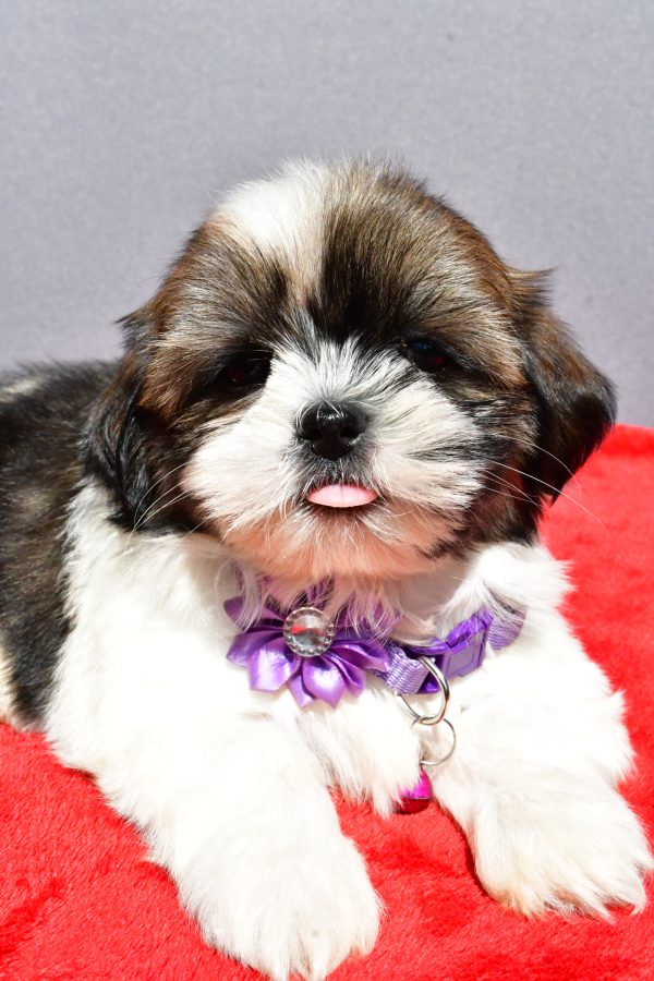 Miss Jo The Shihtzu - Image 4