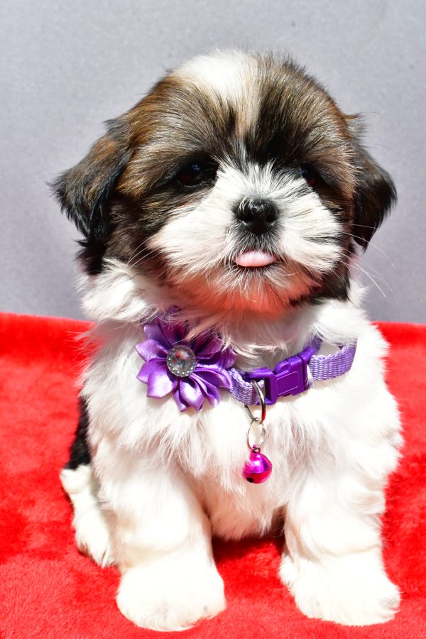 Miss Jo The Shihtzu - Image 2