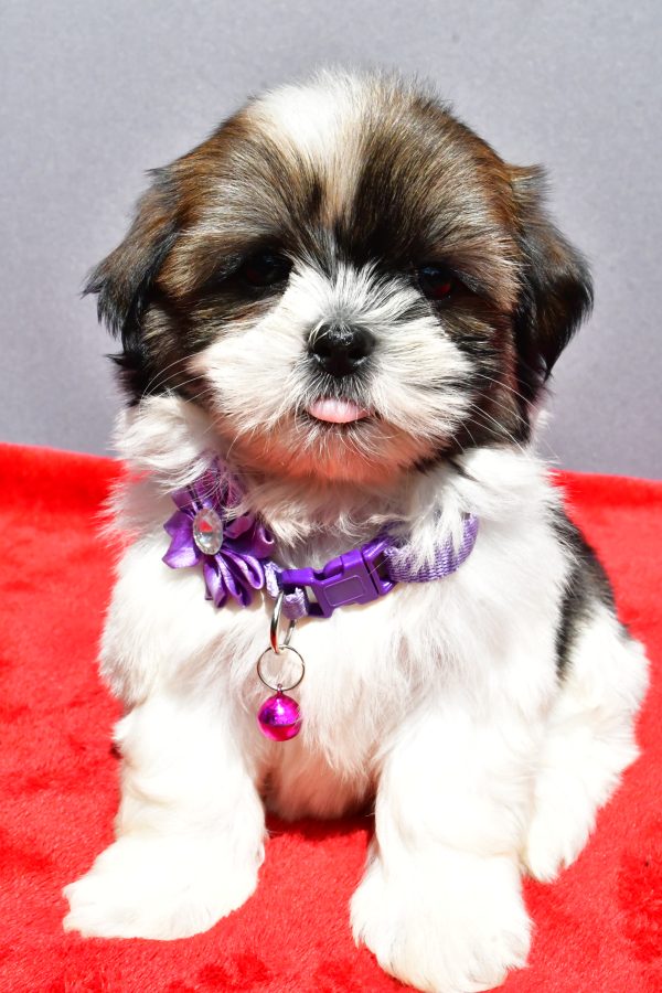Miss Jo The Shihtzu