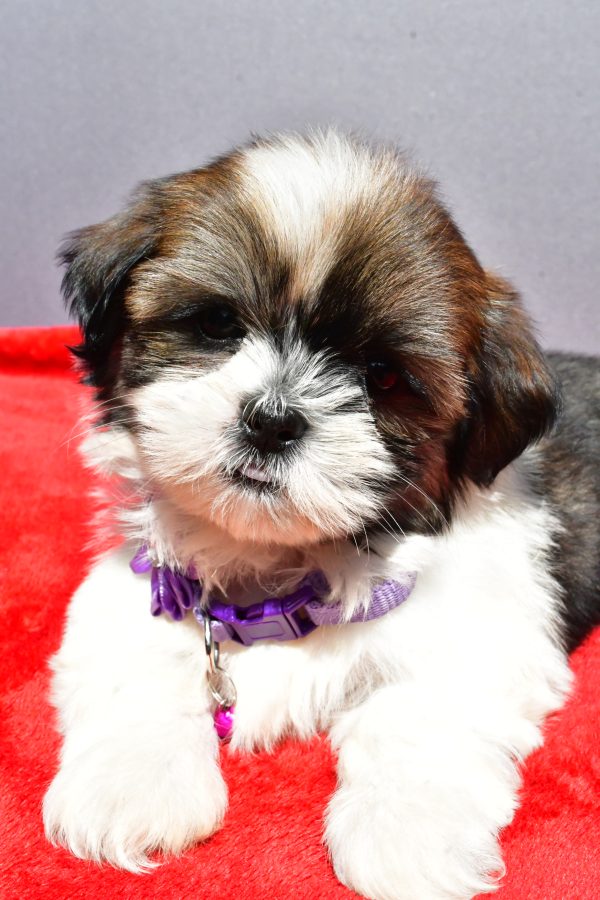 Miss Jo The Shihtzu - Image 3