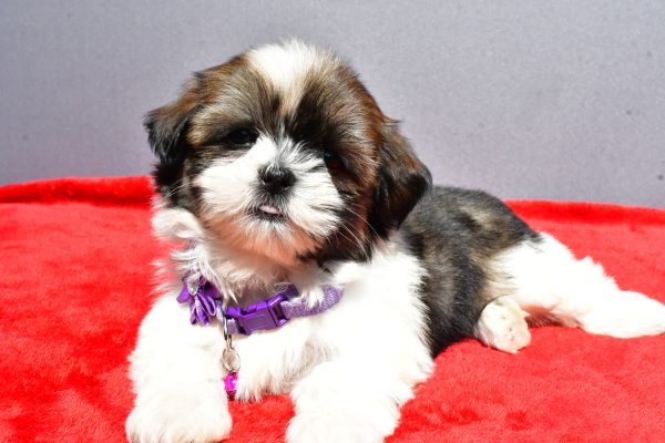 Miss Jo The Shihtzu - Image 5