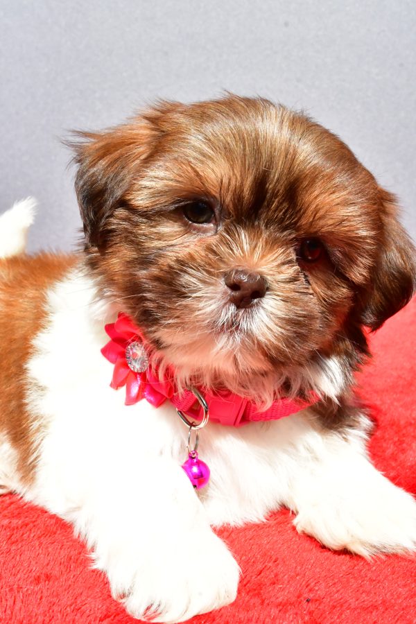Miss Jill The Shihtzu - Image 3