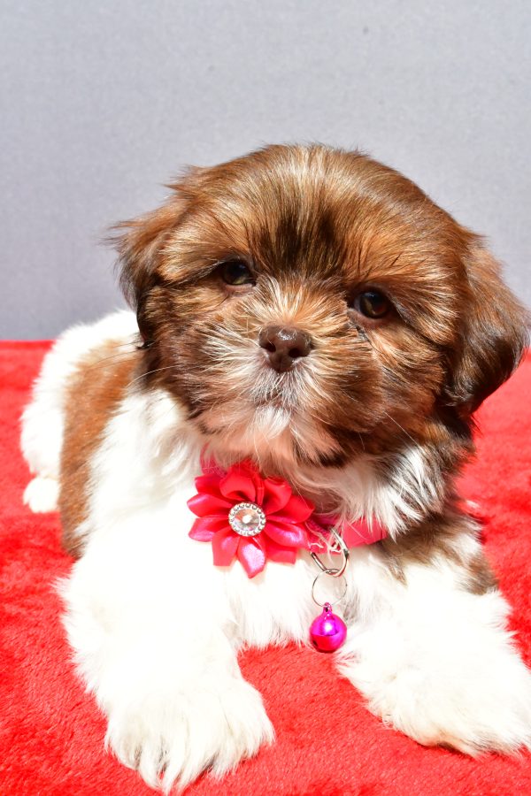 Miss Jill The Shihtzu - Image 6