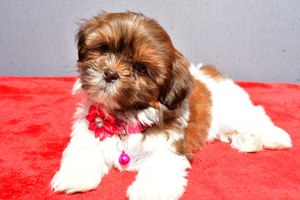 Miss Jill The Shihtzu - Image 5
