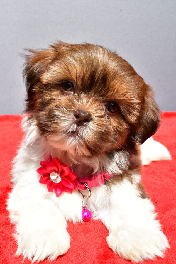 Miss Jill The Shihtzu - Image 4