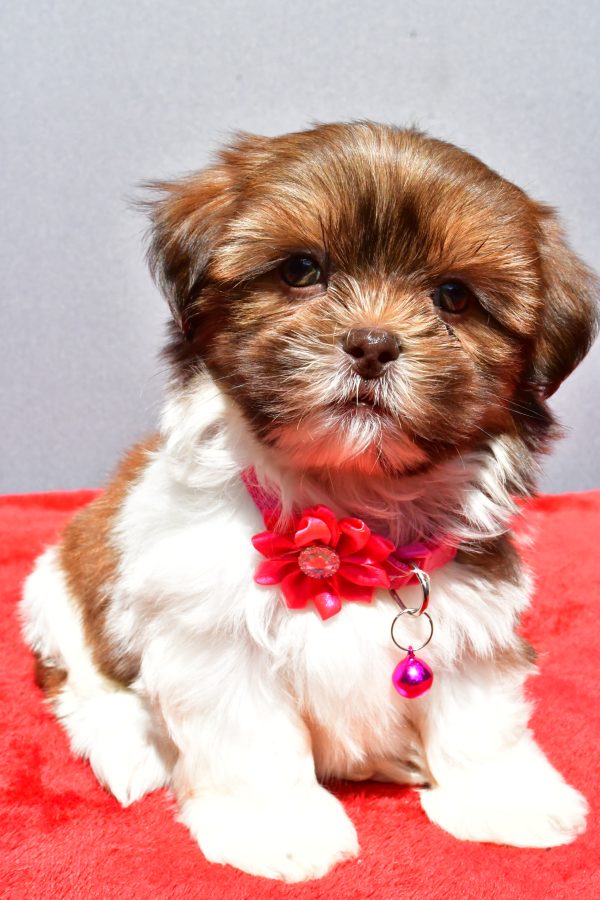 Miss Jill The Shihtzu