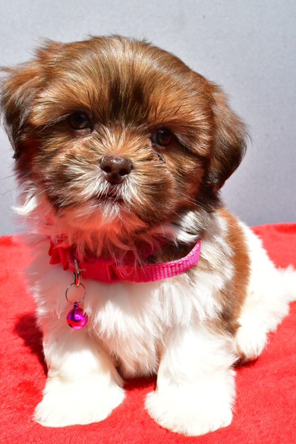 Miss Jill The Shihtzu - Image 2