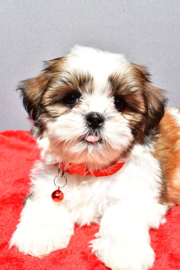 Miss Joy The Shih tzu - Image 8