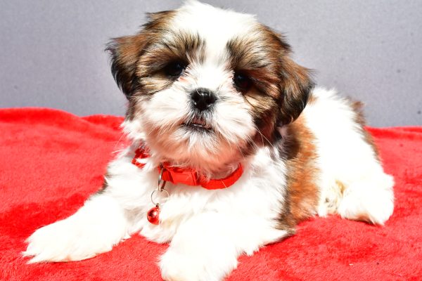 Miss Joy The Shih tzu - Image 5