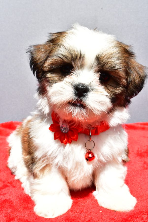 Miss Joy The Shih tzu - Image 4