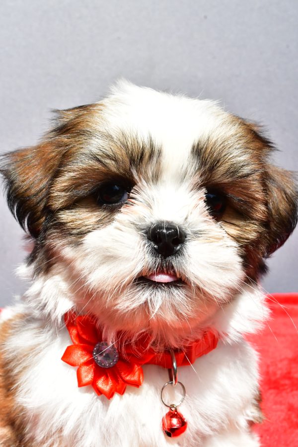 Miss Joy The Shih tzu - Image 2