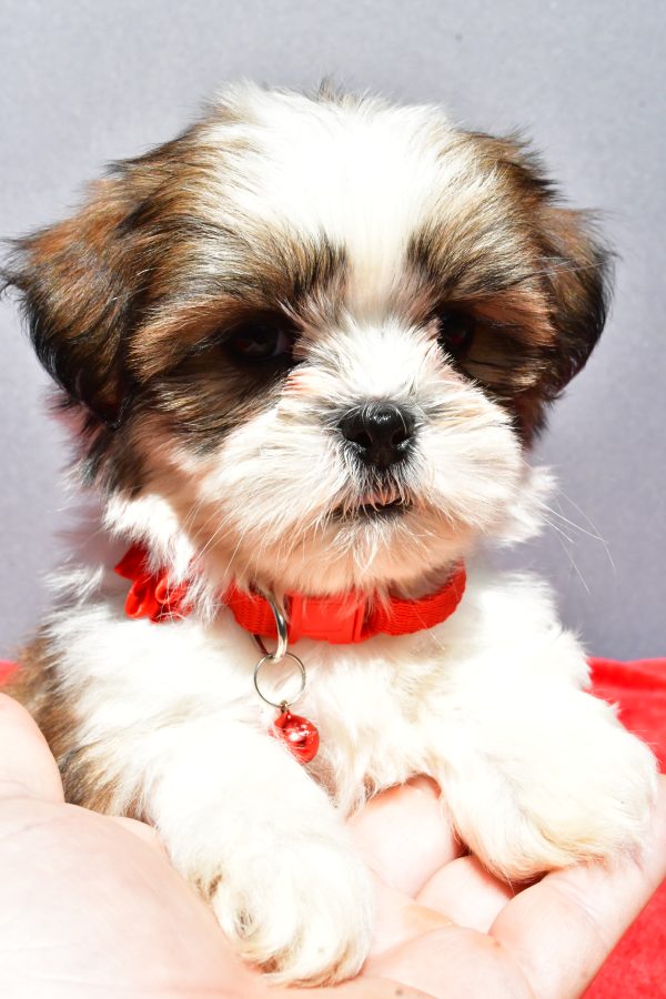 Miss Joy The Shih tzu
