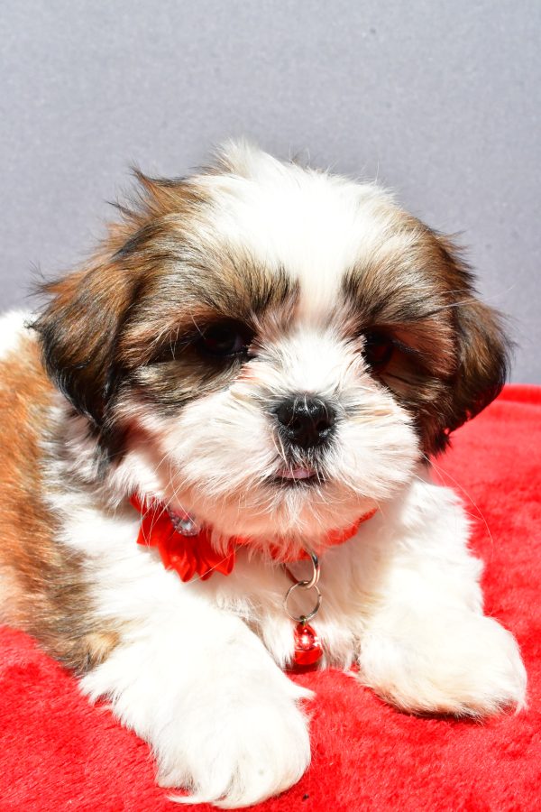Miss Joy The Shih tzu - Image 6