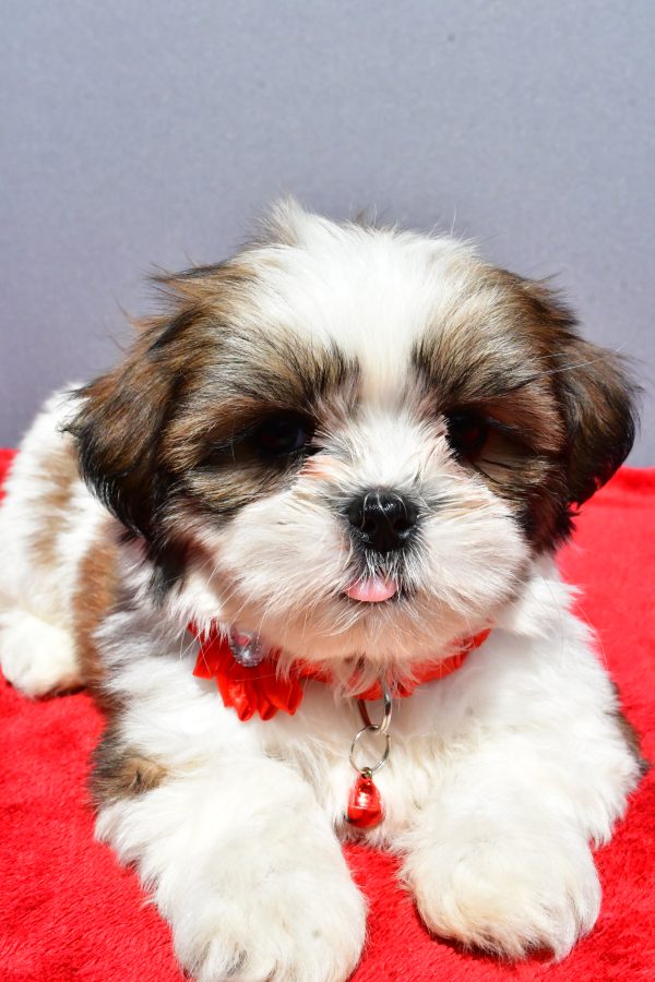 Miss Joy The Shih tzu - Image 7
