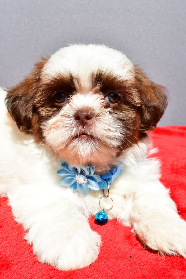 Miss Jackie The Shihtzu - Image 4