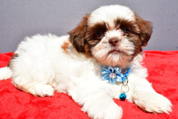 Miss Jackie The Shihtzu - Image 6