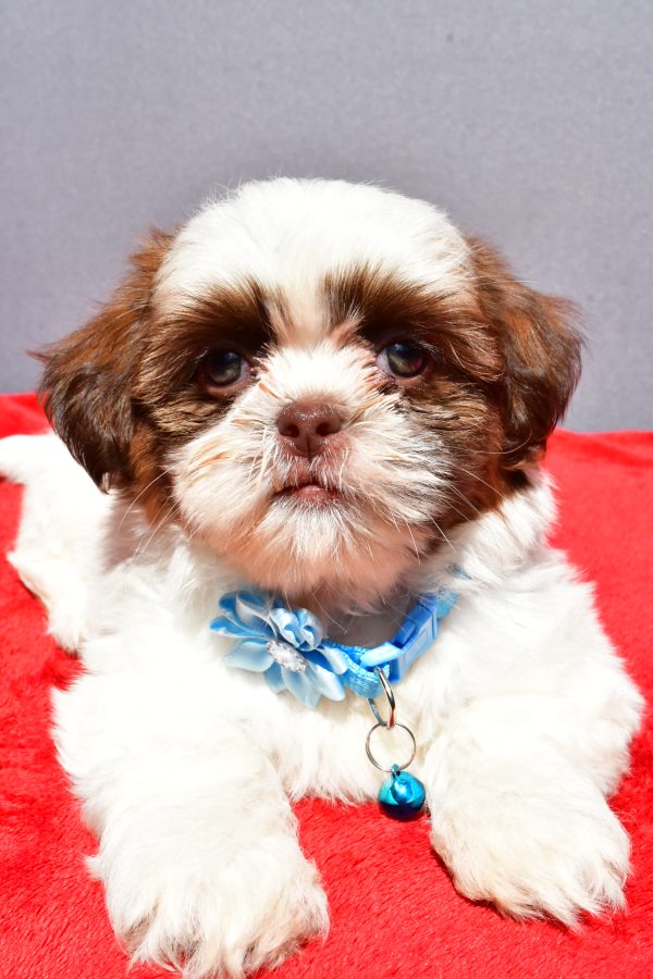 Miss Jackie The Shihtzu - Image 5