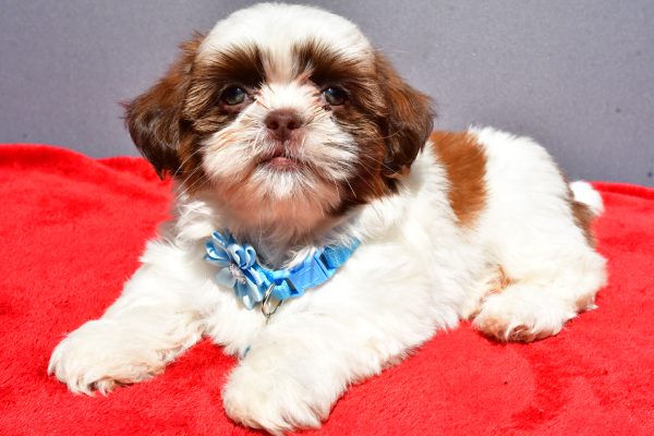 Miss Jackie The Shihtzu - Image 7