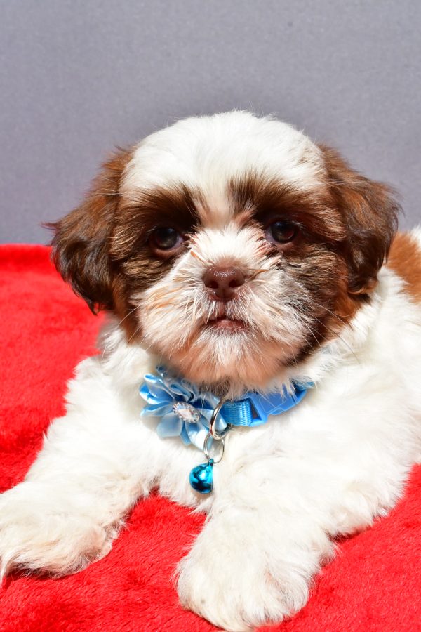 Miss Jackie The Shihtzu - Image 3