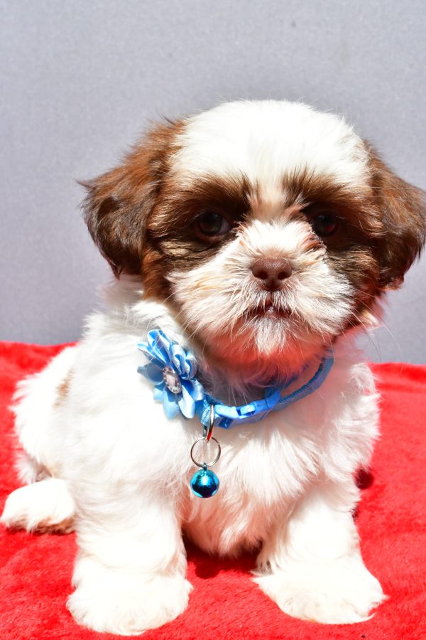Miss Jackie The Shihtzu