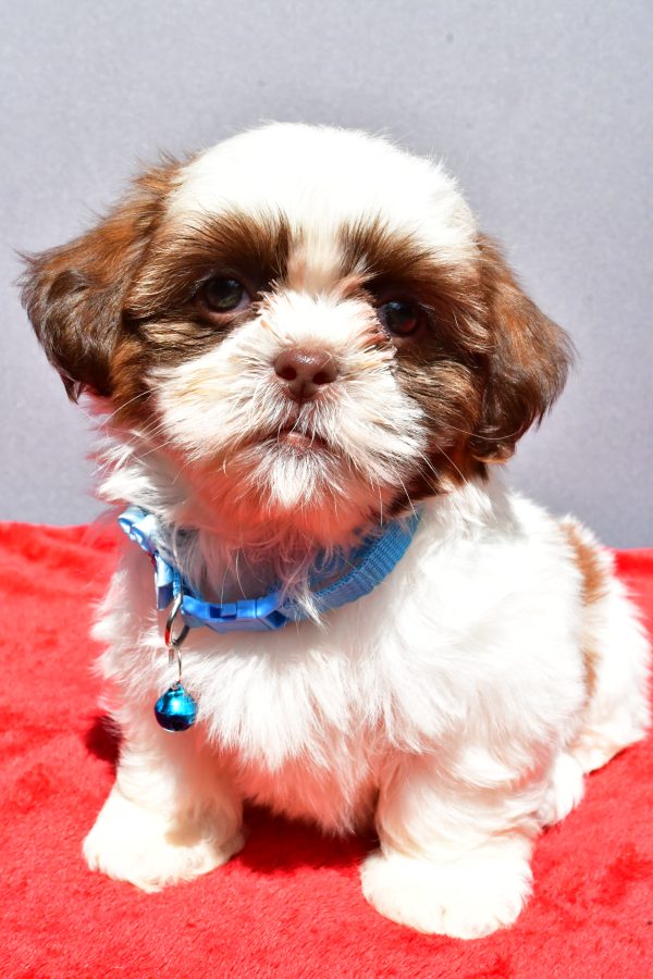 Miss Jackie The Shihtzu - Image 2