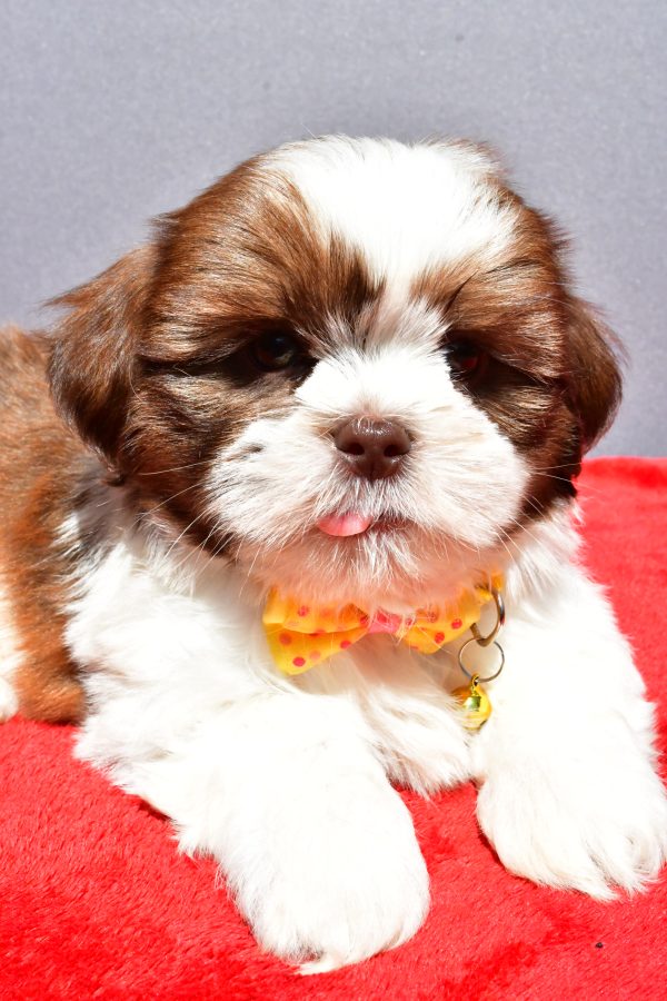 Mr Jasper The Shih tzu - Image 4