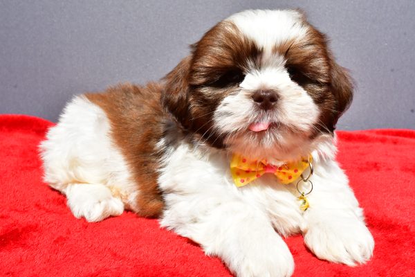 Mr Jasper The Shih tzu - Image 6